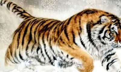 虎和属什么生肖最般配（与虎犯冲的属相）