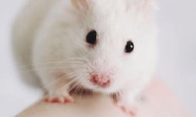 96属鼠女生运势（1996年属鼠女感情运势）