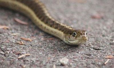 属猴的跟什么生肖比较合（属猴的和什么属相的人最合适）