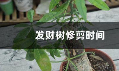 招财树用掐尖吗（招财树第一次修剪怎么做）