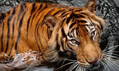 属相出自哪里（生肖指的是啥）