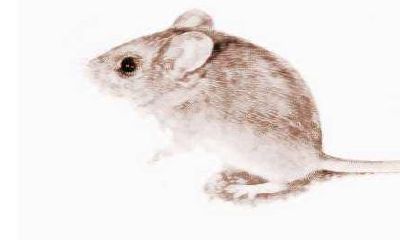 梦见好多老鼠从下体拽出来（男人梦见老鼠钻到自己身上是什么）