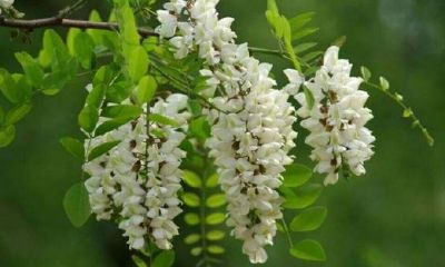 镇宅辟邪之物（十大辟邪物品）