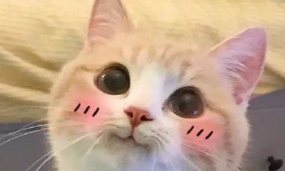 金牛座女和双鱼男和不和（双鱼男和金牛女配吗）