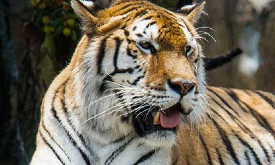 98年桃花运在哪一年（98年属虎什么时候遇到正缘）