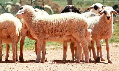 79年属羊男2023年必有一凶（79年属羊44岁2023劫难）