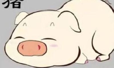 属猪的一生命运的贵人（属猪的人一生的贵人是谁呢）