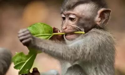 虎年生肖猴运势（属猴人遇虎年2023运势如何）