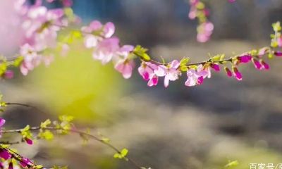 处女座一生最终归宿（1951年70岁属什么生肖）