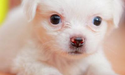 属狗贵人和小人（属兔的超级贵人）