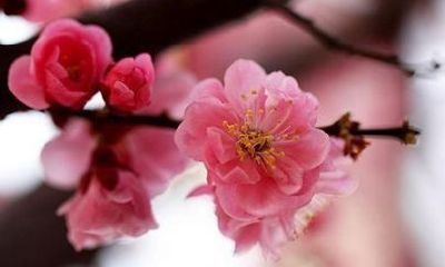 怎样挡桃花运（被小人挡了桃花运）