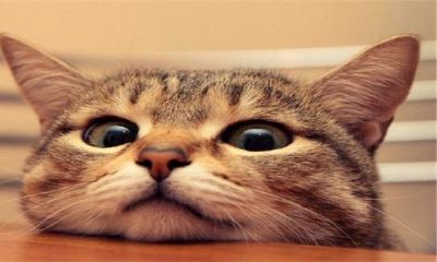 女人经常梦见猫是什么预兆（女人梦见猫周公解梦）