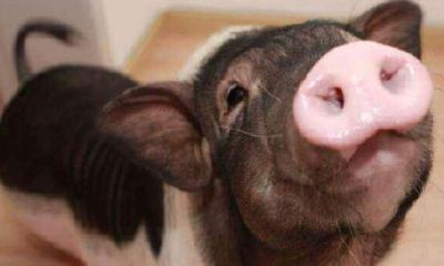 1983属猪的女人命好不好（83年属猪女是孤寡命吗）