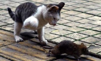 女人梦见猫捉老鼠老鼠掉水里（梦到猫不敢捉老鼠）