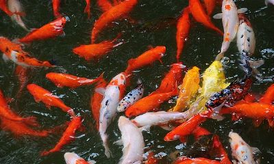 什么颜色的锦鲤鱼招财（锦鲤养什么颜色最招财）