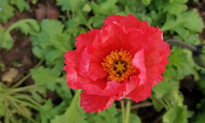 旺财好液态复合肥价格（易经六十四卦之豫卦）