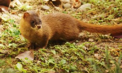 太岁会咬人吗（犯太岁到底有多严重）