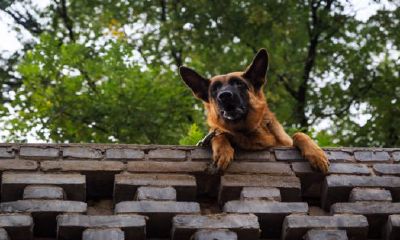 女人梦见狗咬（女人梦见好多狗围攻被咬）