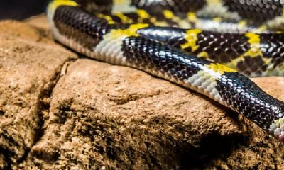 孕妇梦到蛇咬到自己了是什么寓意（梦到让蛇咬是什么意思）