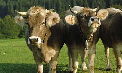 属牛的本命年是哪几岁（属牛的61岁本命年好不好）