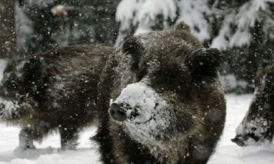 做梦梦见了两只黑猪咋解梦（做梦梦见蛇是什么征兆）