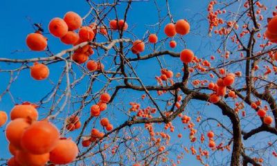 家里最旺财的十种花有哪些（什么花旺家招财）