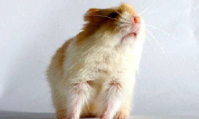 属蛇和属鼠工作合财吗（属鼠的和属蛇的做生意好不好）