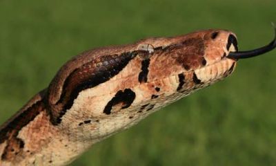 男人梦到巨蟒追着跑（做梦梦到巨蟒是什么意思）