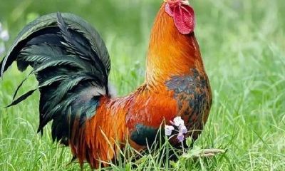 属鸡男的最佳婚配生肖（鸡男的最佳婚配属相）