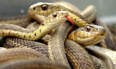 梦见被蛇咬屁股（女人梦到蛇咬别人预示着什么）