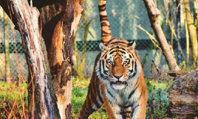 74年2023年属虎人的全年运势（1974年2023年属虎人的全年运势）