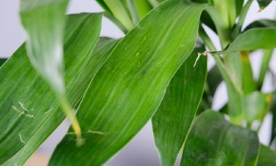 属兔的养几支富贵竹好（女人属兔养富贵竹养几只最好）