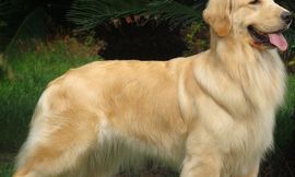 金毛取名字母的（女金毛狗最招财的名字）