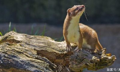 黄大仙不好吗（真的有黄大仙吗）