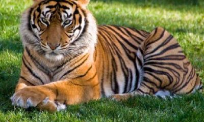 99年的生肖配什么婚姻最好的（马和猴的生肖婚姻般配吗）