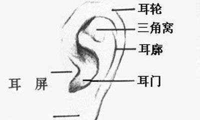 什么样的耳朵有财运（九种最富贵耳朵面相）