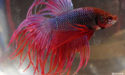 家里养什么鱼招财5条（家中适合养什么鱼招财）