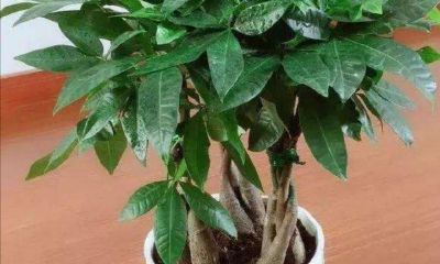 招财手风水摆放（客厅摆放什么植物招财）