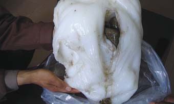 太岁为何物特大型罕见黏菌复合体（太岁是真菌吗）