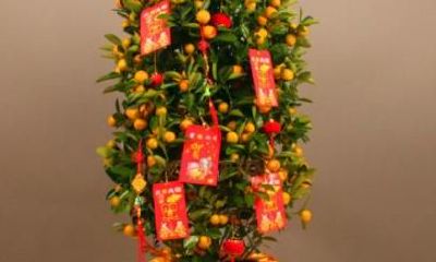 店里放什么绿植招财（店铺放什么花招财）