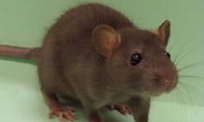 男人梦见被老鼠咬手把老鼠打死（女人梦见老鼠咬手不放）