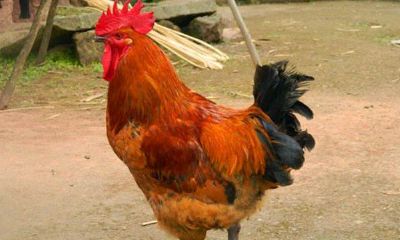 属鸡的人10月11月份运势如何（属鸡的生在农历11月好不好）