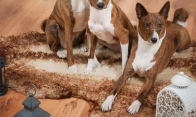 2023年生肖号码表图（2023年十二生肖表）