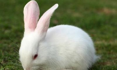 属兔全身最敏感位置在哪里（属兔人最自私最阴险）