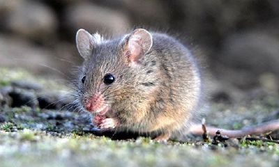 怀孕的人梦见老鼠跑（梦见老鼠跑了）