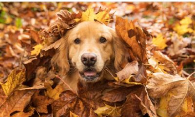 周公解梦梦见家里来狗（周公解梦梦见家里来了一条狗）