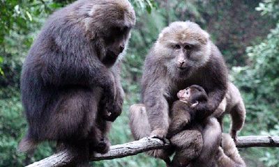 属猴女人的婚配（2004年属猴女最佳婚配）