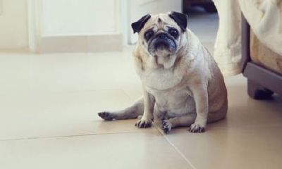 梦见狗咬自己的手不松（梦见狗咬我左手不松口）