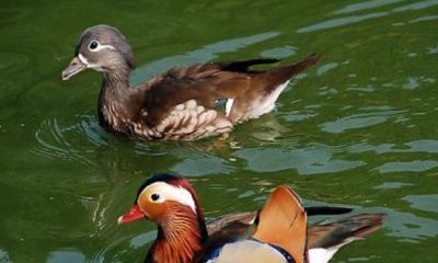 古代象征姻缘的（种什么绿植代表姻缘）