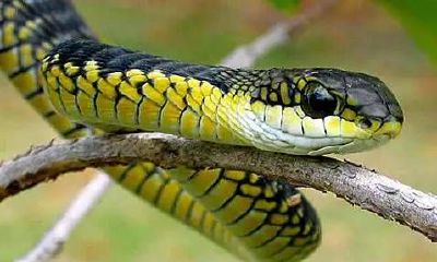 蛇进家里是什么预兆该怎么处理（小蛇进家里是什么预兆）